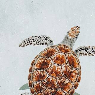 Spring turtles wallpaper