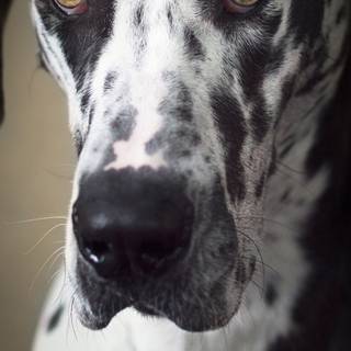 Great Dane dog wallpaper