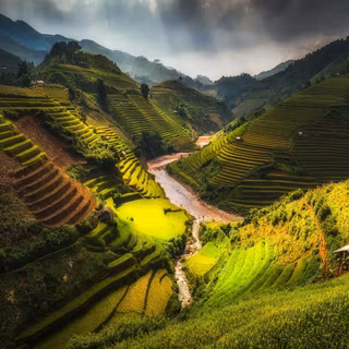 Rice terraces wallpaper
