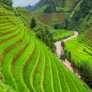 Rice terraces wallpaper