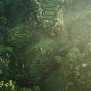 Rice terraces wallpaper