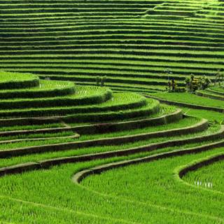 Rice terraces wallpaper