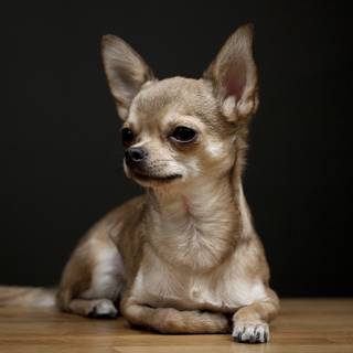 Teacup Chihuahua wallpaper