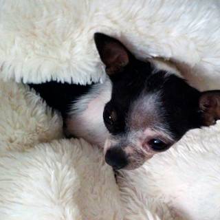 Teacup Chihuahua wallpaper