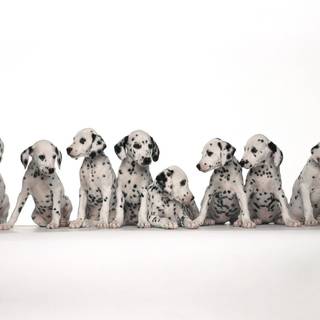 Dalmatian puppy wallpaper