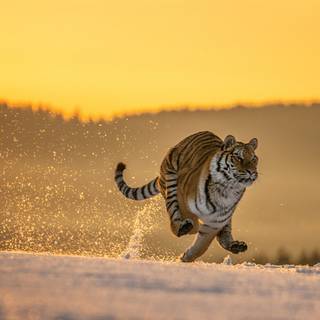 Running tiger wallpaper
