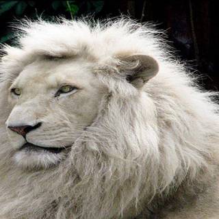 Dangerous animals desktop wallpaper