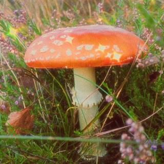 Spring mushroom wallpaper