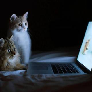Cats with laptop wallpaper