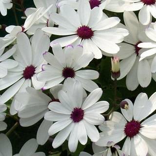 iPhone 4k flower wallpaper