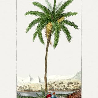 Date palm wallpaper