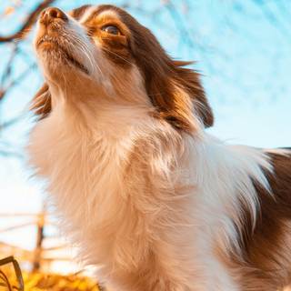 Fluffy animals wallpaper