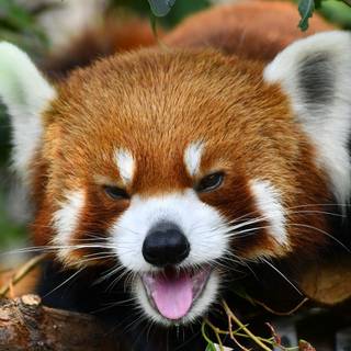 Fluffy animals wallpaper