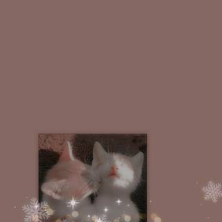 Cute aesthetic kitty wallpaper