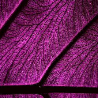 Purple energy wallpaper