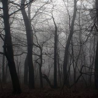 Scary trees wallpaper