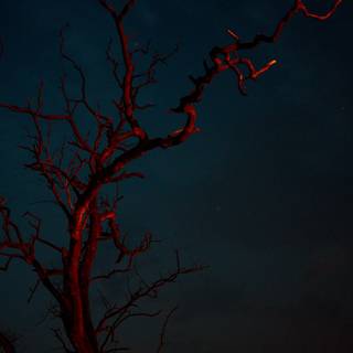 Scary trees wallpaper