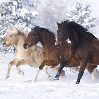 Miniature horse wallpaper