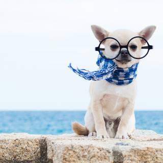 Dogs with glasses wallpaper