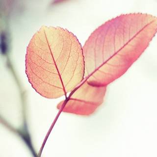 HD Android violet wallpaper