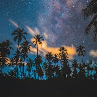 Tropical night wallpaper