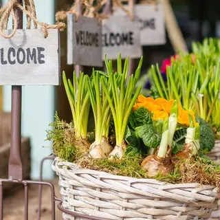 Spring vegetable wallpaper