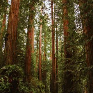Redwood trees wallpaper