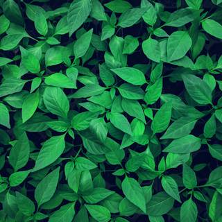 Green 4k mobile wallpaper