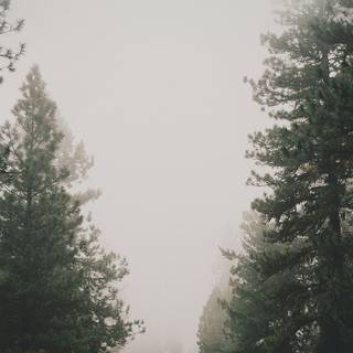 Summer fog iPhone wallpaper
