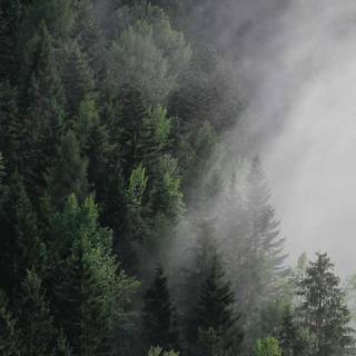 Summer fog iPhone wallpaper