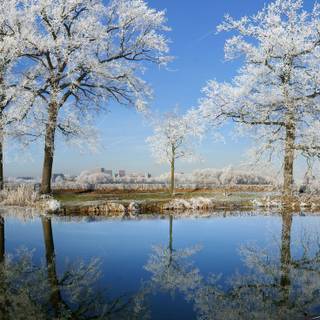 Frosty trees wallpaper