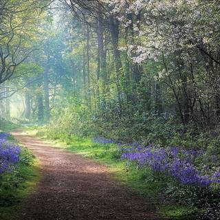 Spring forest path wallpaper