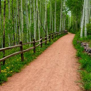 Spring forest path wallpaper
