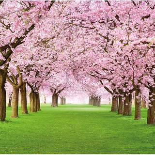 Cherry Blossom flowers wallpaper