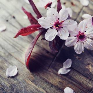 Cherry Blossom flowers wallpaper