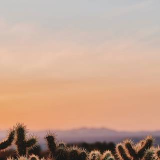 Cactus sunset iPhone wallpaper