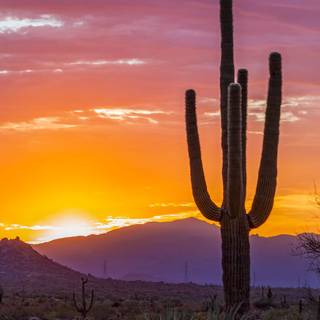 Cactus sunset iPhone wallpaper