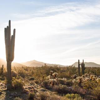 Cactus sunset iPhone wallpaper