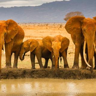 Elephant family wallpaper