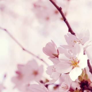 Light spring flowers wallpaper