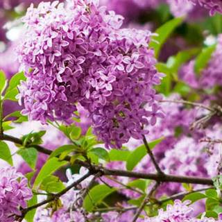 Lilac iPhone wallpaper