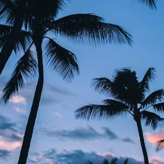 Coconut summer iPhone wallpaper