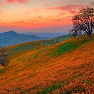 Hills and flower fields wallpaper