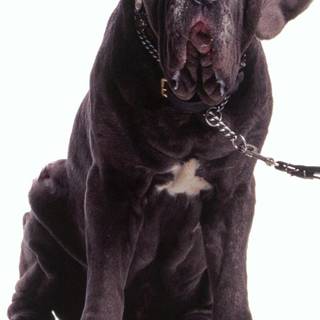 Harry Potter dog wallpaper