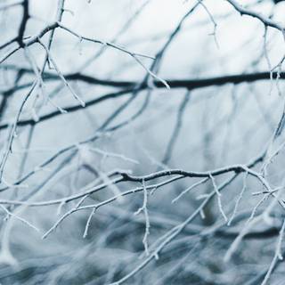 Frosty branches wallpaper