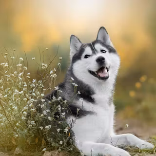 Alaskan Husky wallpaper