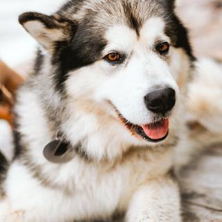 Alaskan Husky wallpaper