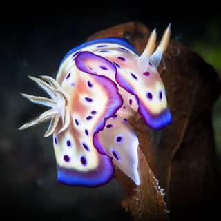 Sea slug wallpaper