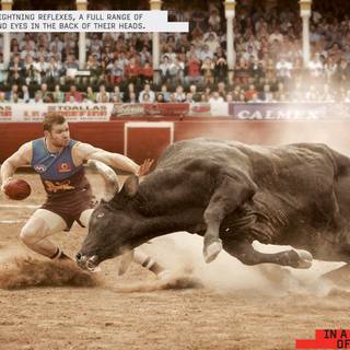 Bull fight wallpaper