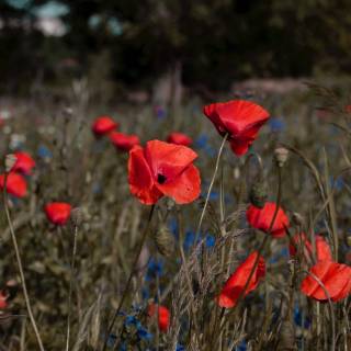 Red summer aesthetic wallpaper